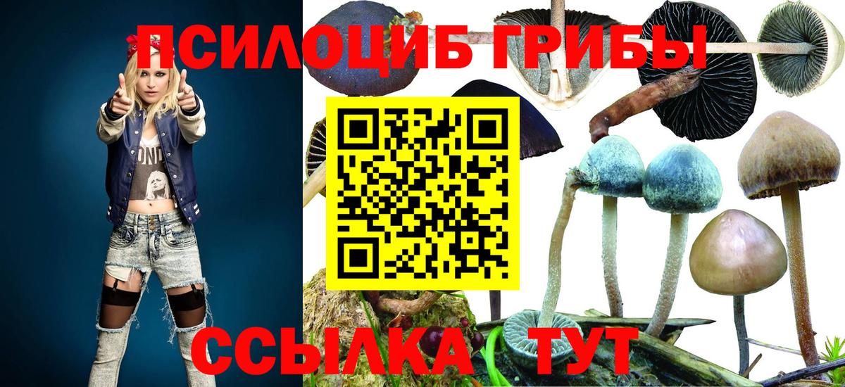 Псилоцибиновые грибы Psilocybine cubensis Петропавловск-Камчатский